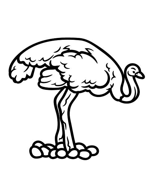 Australian Emu with Eggs