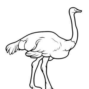 Common Ostrich