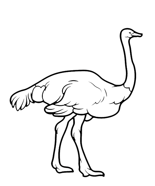 Common Ostrich
