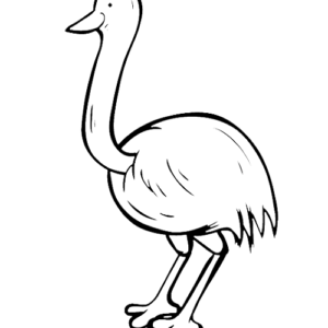 Cute Emu Bird