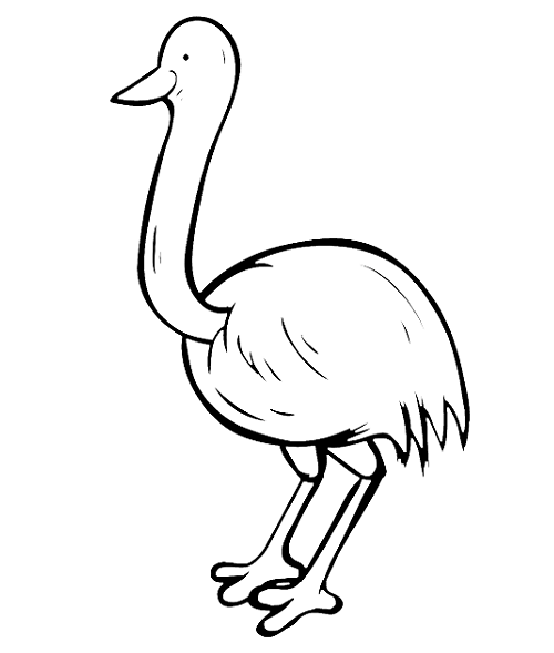 Cute Emu Bird