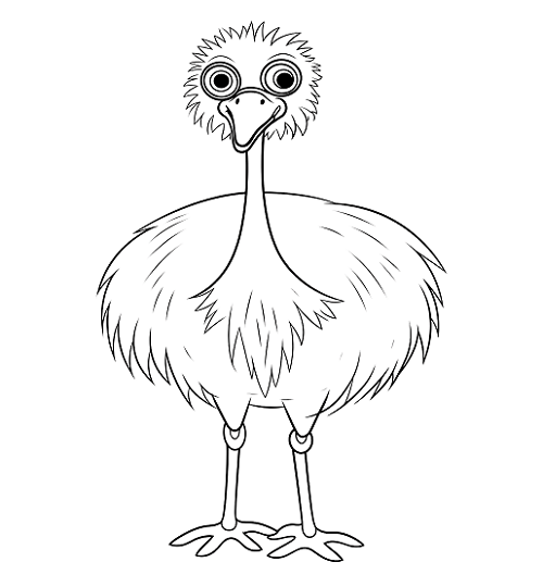 Emu Bird Images