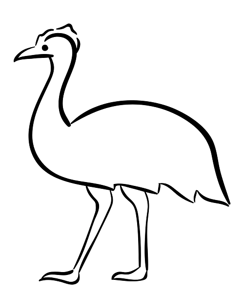 Emu Bird