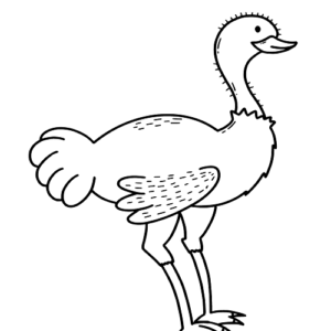 Emu Ostrich