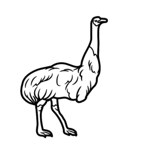 Images Emu Bird