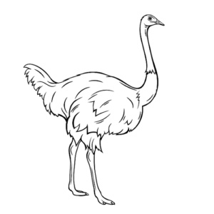 Pictures of Emu