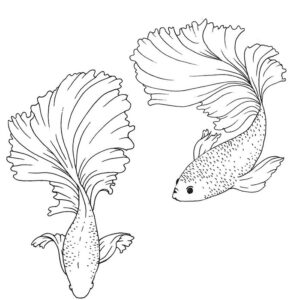 Beautiful Betta Fish