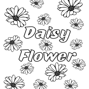Beautiful Daisy Flower
