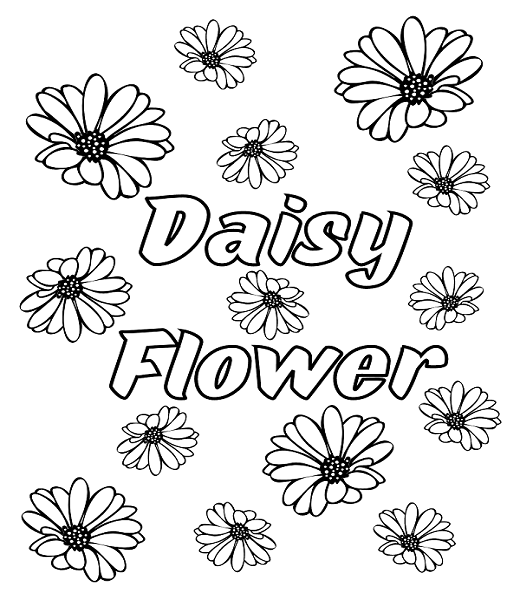 Beautiful Daisy Flower