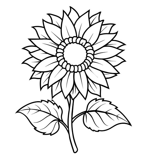 Beautiful Sunflower Drawing