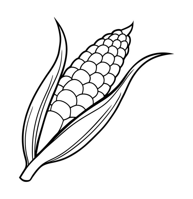 Beautiful corn drawing with colour