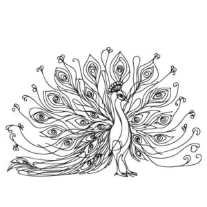 Beautiful peacock drawing