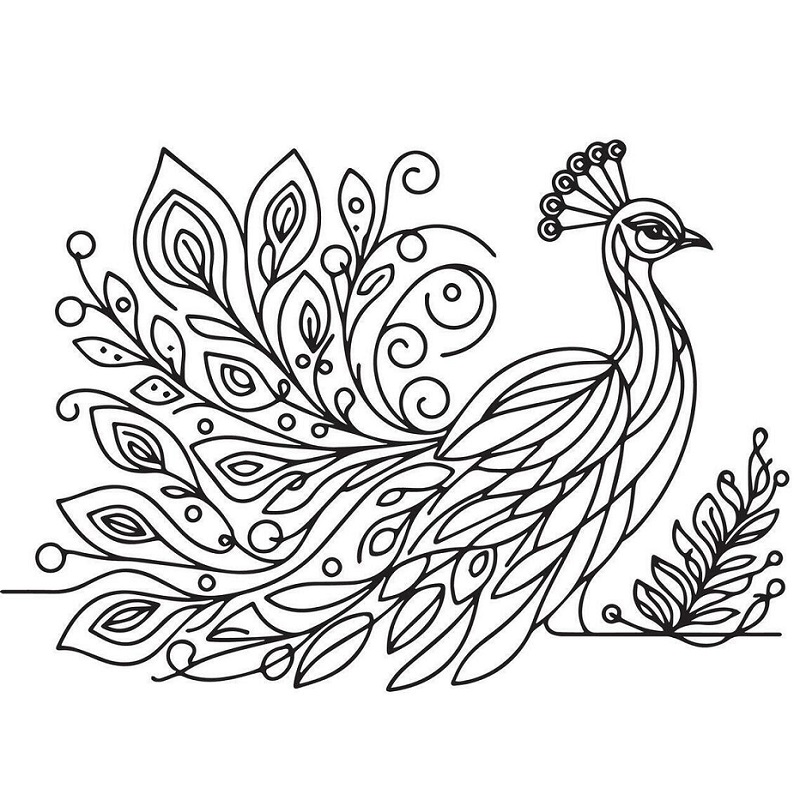 Beautiful peacock images drawing