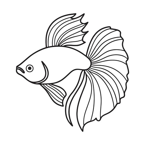 Betta Fish