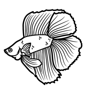 Betta Fish Free Color