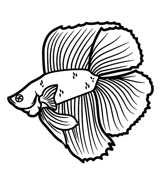 Betta Fish Free Color