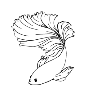 Betta Fish Printable