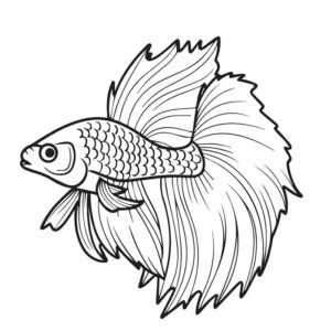 Betta Fish drawing for kids
