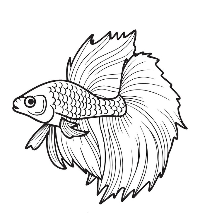 Betta Fish drawing for kids