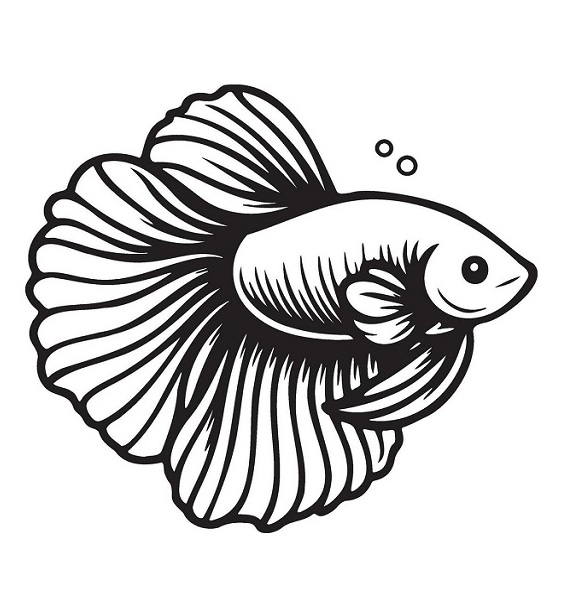 Betta fish coloring pages printable