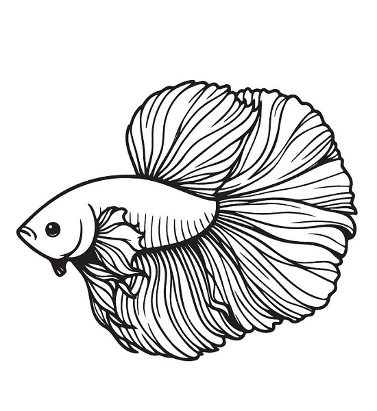 Betta fish photos download