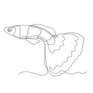 Cartoon Betta Fish drawing