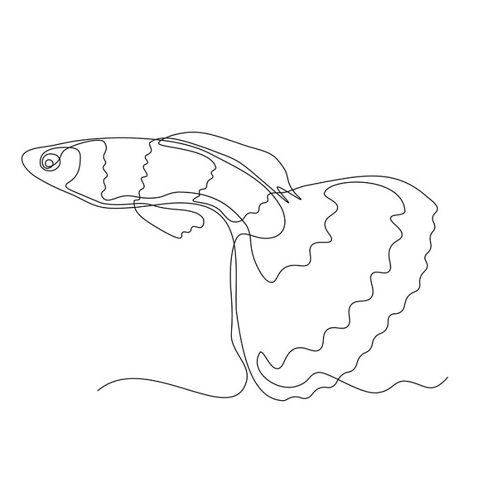 Cartoon Betta Fish drawing
