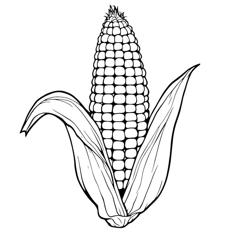 Corn coloring sheets