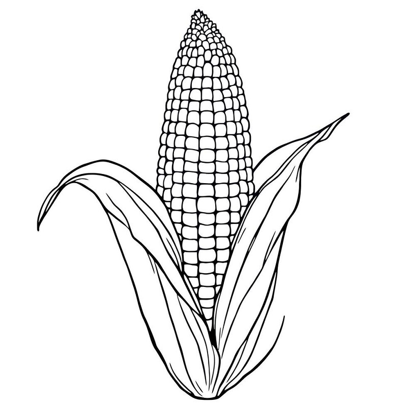 Corn drawing images