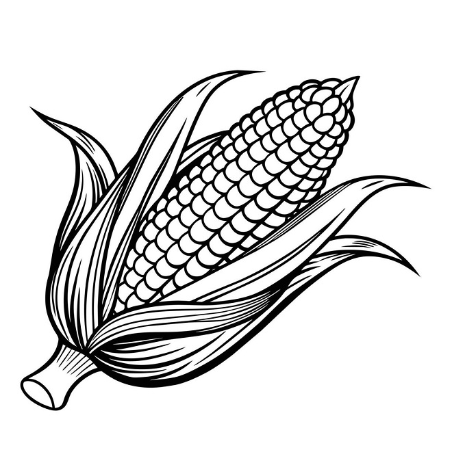 Corn drawing with colour