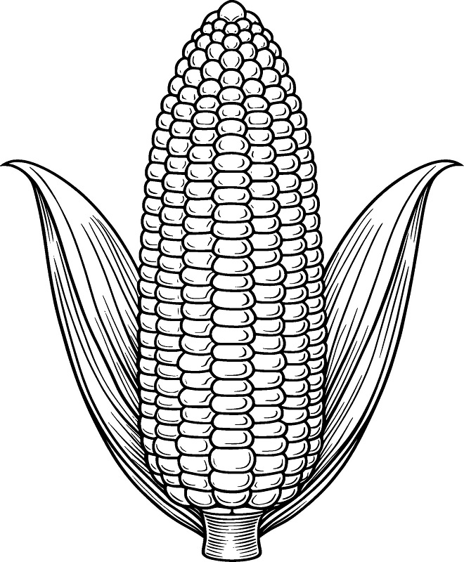 Corn images drawing for kids