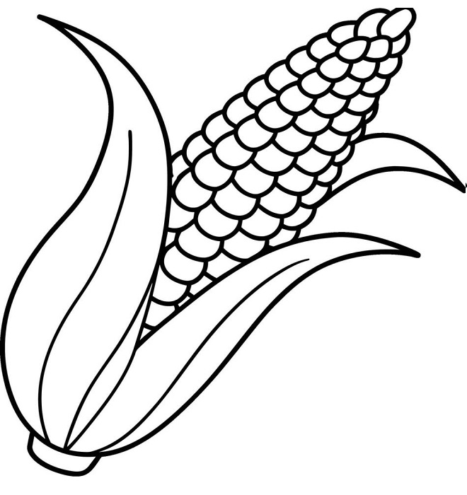 Corn images drawing with colour