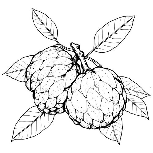 Custard Apple