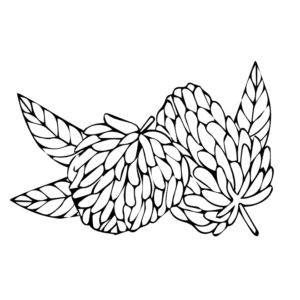 Custard Apple Doodle