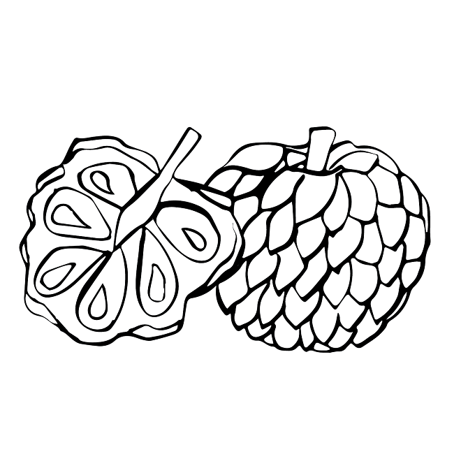 Custard Apple Drawing