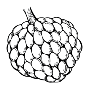 Custard Apple Pictures