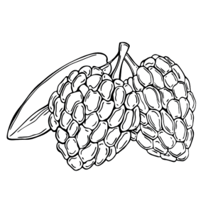 Custard Apple to Print