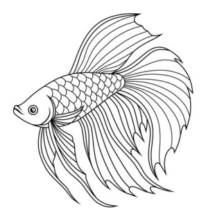 Cute Betta Fish Free