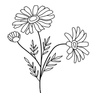 Daisy Flower