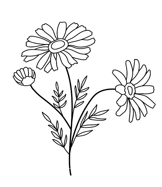 Daisy Flower
