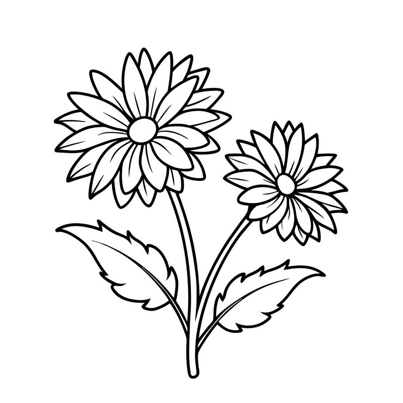 Daisy drawing flower