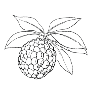 Drawing Custard Apple