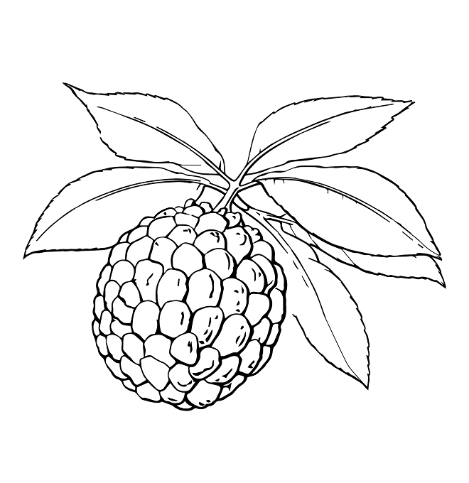 Drawing Custard Apple