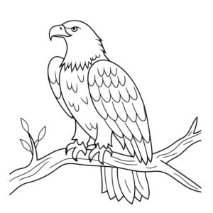Eagle drawing for kids