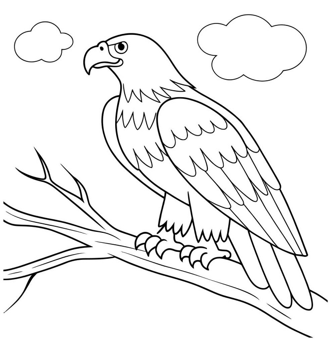 Eagle images for drawing cartoon