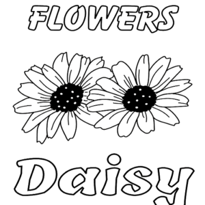 Flowers Daisy