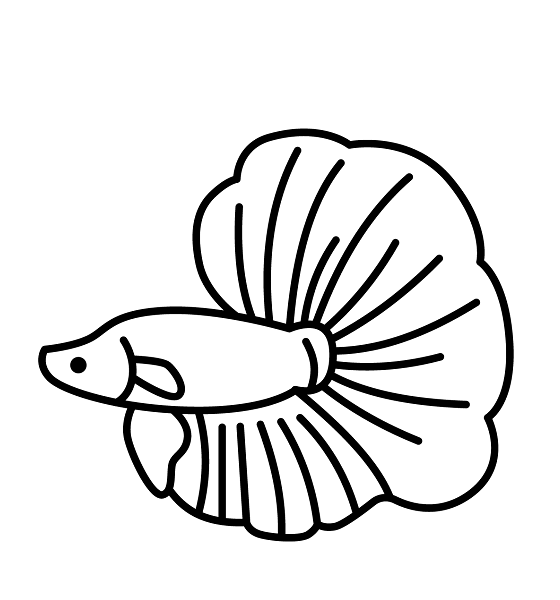 Image of Betta Fish