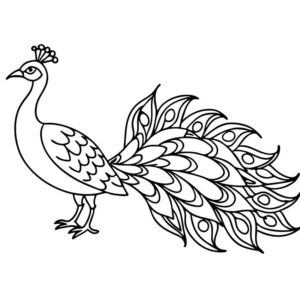 Peacock coloring pages for kids