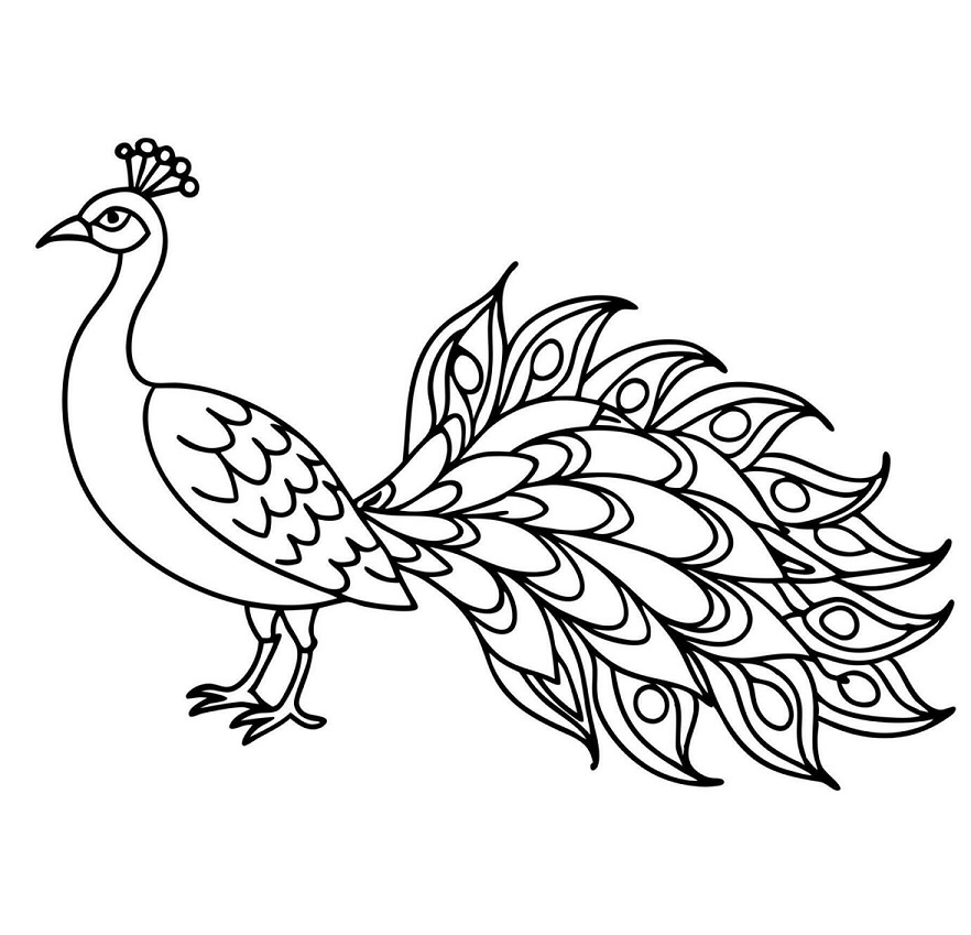 Peacock coloring pages for kids