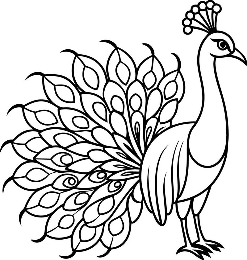Peacock coloring pages pdf